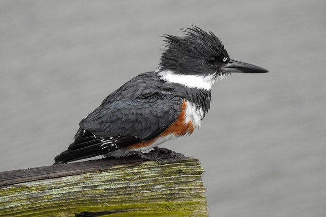 Charleston Bird Watching Tour - Pricing Information