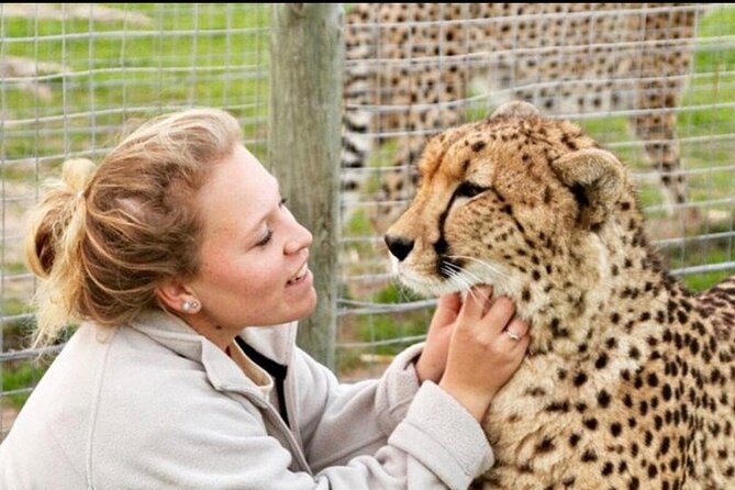 Cheetah Encounter and Cape Wine Lands Tour. - Cancellation Policy Details