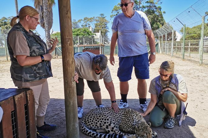 Cheetah Outreach Tour Somerset West, Gordons Bay and Strand Beaches - Animal Interaction and Service Improvement