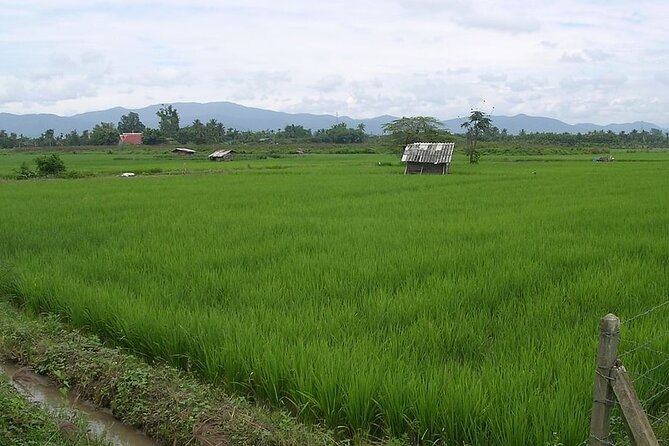 Chiang Mai Rice Fields Biking Tour - Learn About Traditional Farming