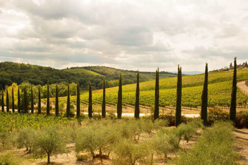 Chianti Classico and Super Tuscan Wine Tour - Activities