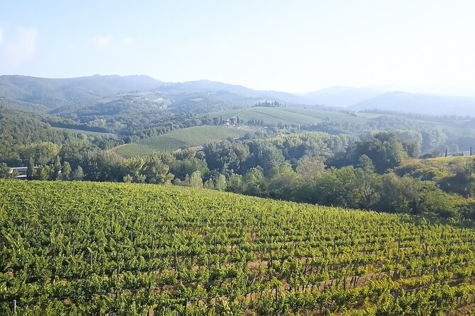 Chianti Wine Tour: Two Wine Tastings, Vineyards and Cellar Visit - Cellar Visit Highlights