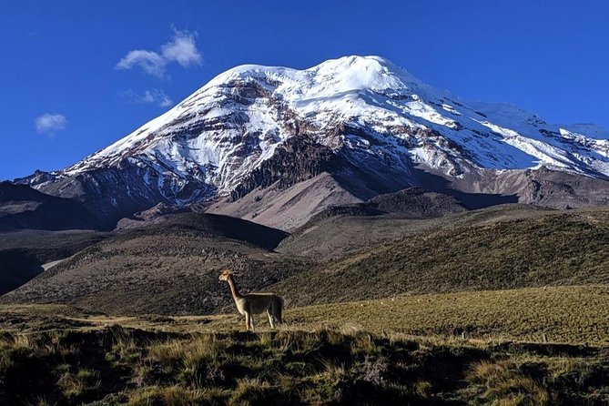 Chimborazo Tour From Quito: Hiking and Ascent to Condor Cocha All Included - Customer Support and Reviews