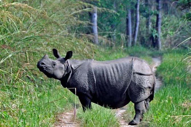 Chitwan National Park Jungle Safari Tour Package From Kathmandu - Wildlife Encounters