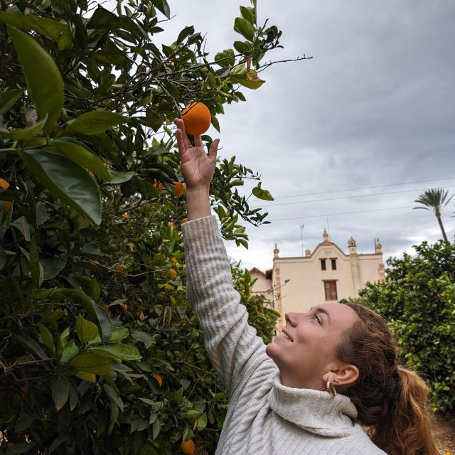 Citrus Treasures: Exploring Valencias Orange Grove - Inclusions