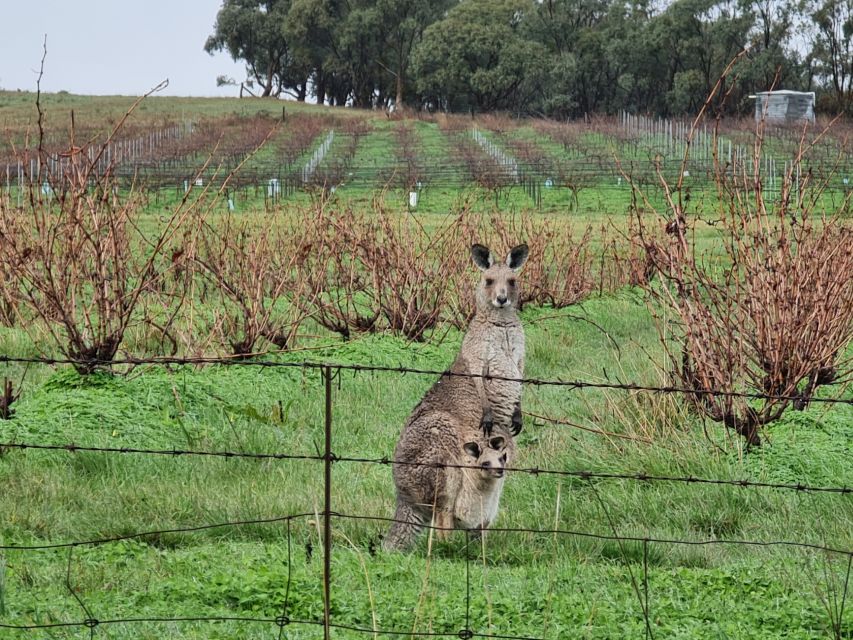 Clare Valley Pickup: Sightseeing & Wine Tour. Local Business - Tour Experience