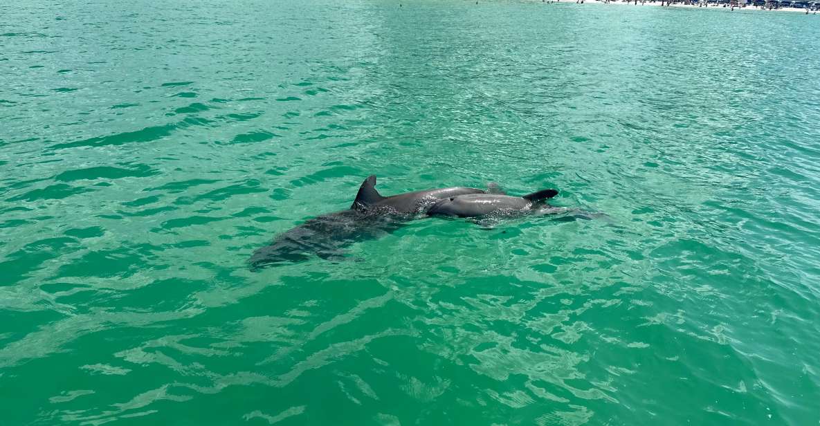 Clearwater Beach: Dolphin and Sandbar Boat Cruise - Review Summary