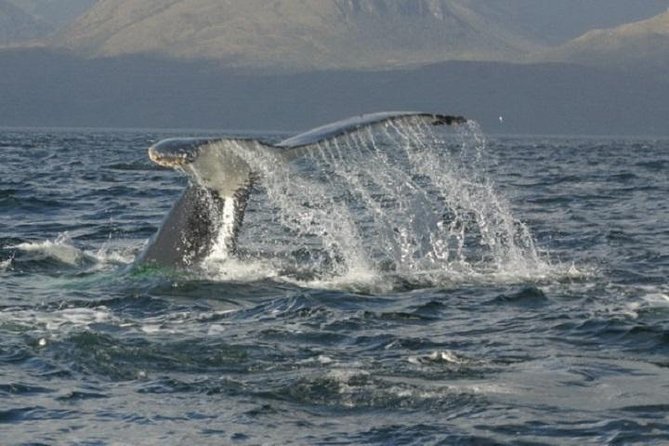 Coloane Marine Park Whale-Watching Boat Trip From Punta Arenas - Seasonal Availability