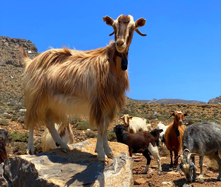 Crete: Jeep Safari, Mountains, Goat-Keeping & Cheese Making - Experience