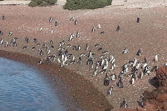 Cruise Shore Excursion Punta Tombo Tour - Puerto Madryn - Patagonia - Argentina - Additional Information