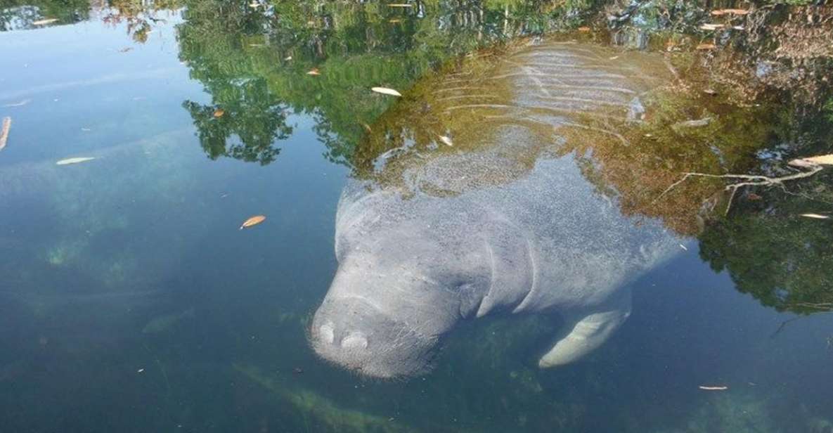 Crystal River: Manatee Viewing Cruise - Full Description