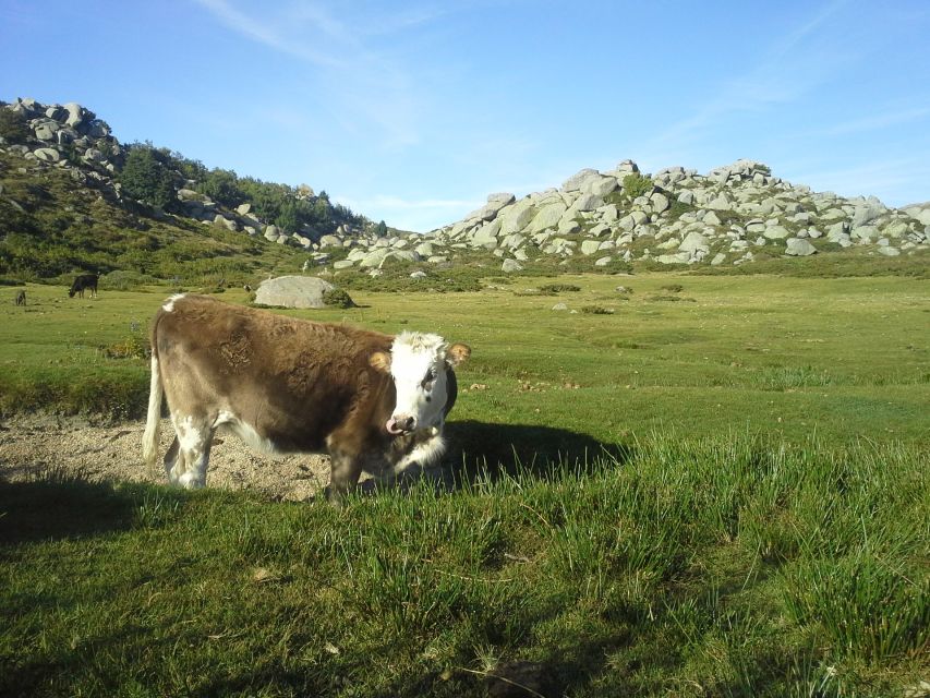 Cuscionu's Plateau, 1000 Waterholes' Grass: Pozzines - Safety Precautions and Guidelines