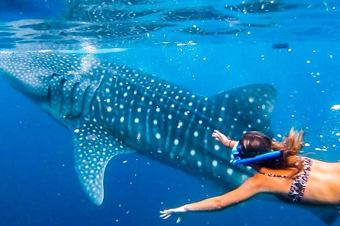 Cycling Cebu to Oslob Tour With Swim With Whale Sharks - Whale Shark Encounter