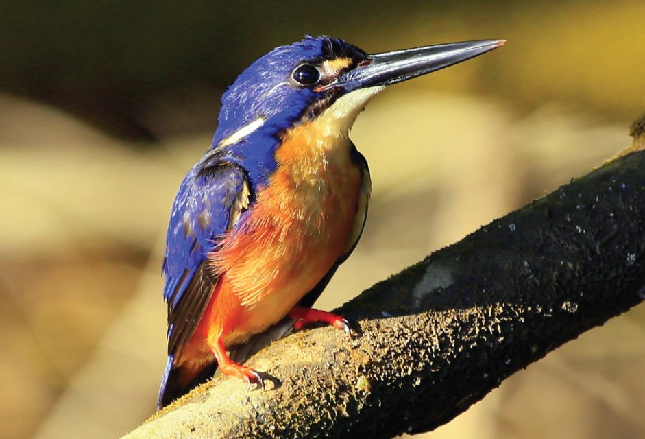 Daintree Rainforest: Crocodile & Wildlife River Cruises - Inclusions