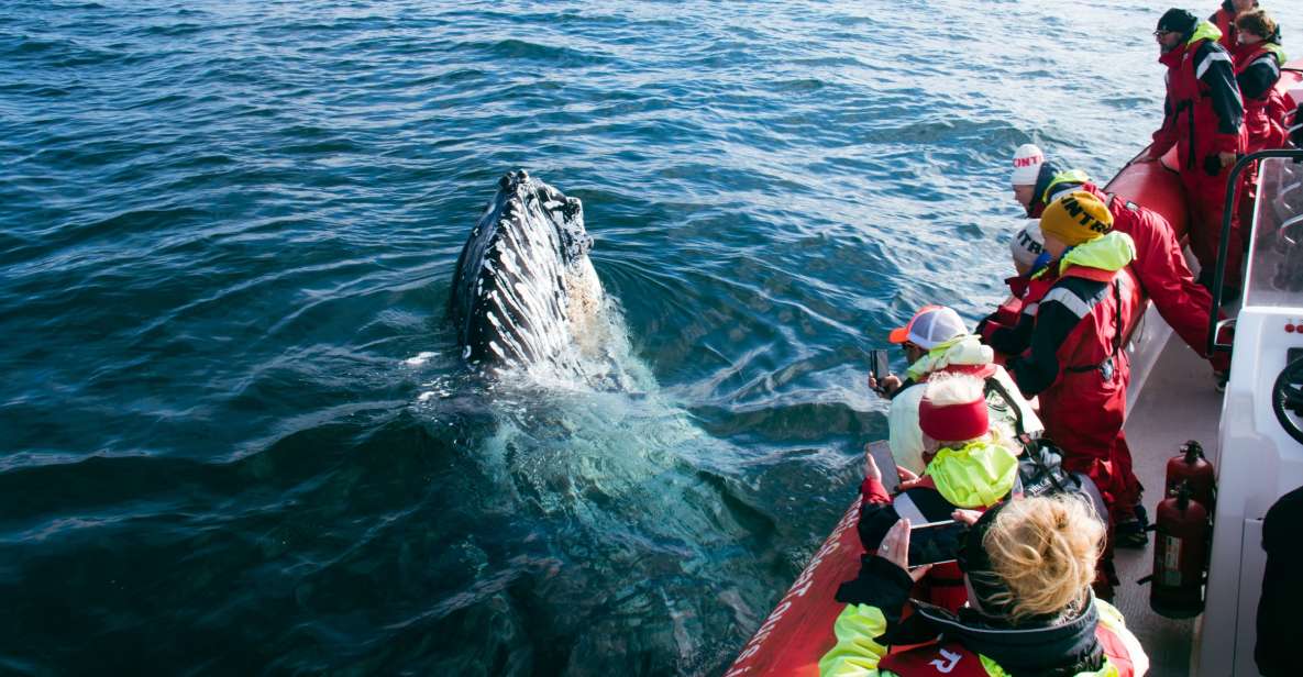 Dalvík: Whale Watching Speedboat Tour - Full Description