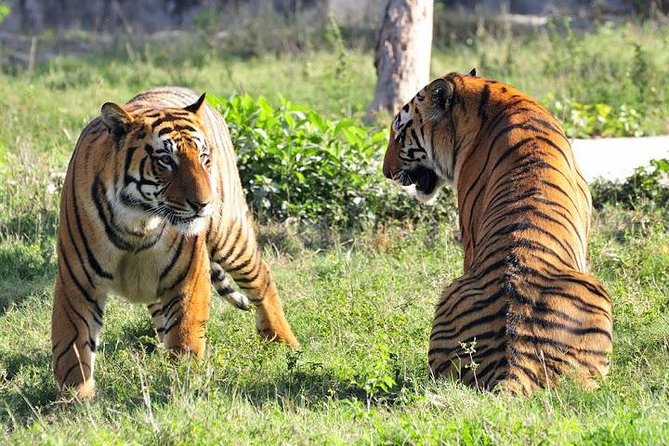 Delhi, Agra, Jaipur & Ranthambhore Tiger Safari 5-Day Tour - Booking and Pricing Information