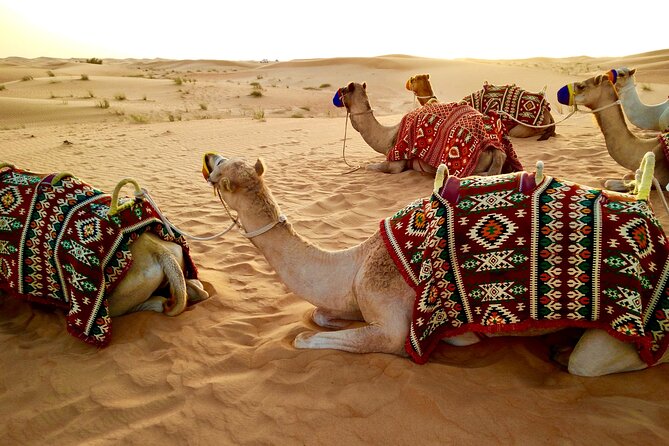 Desert Safari With Camel Ride, BBQ Dinner, Sand Board & Live Show - Booking Details