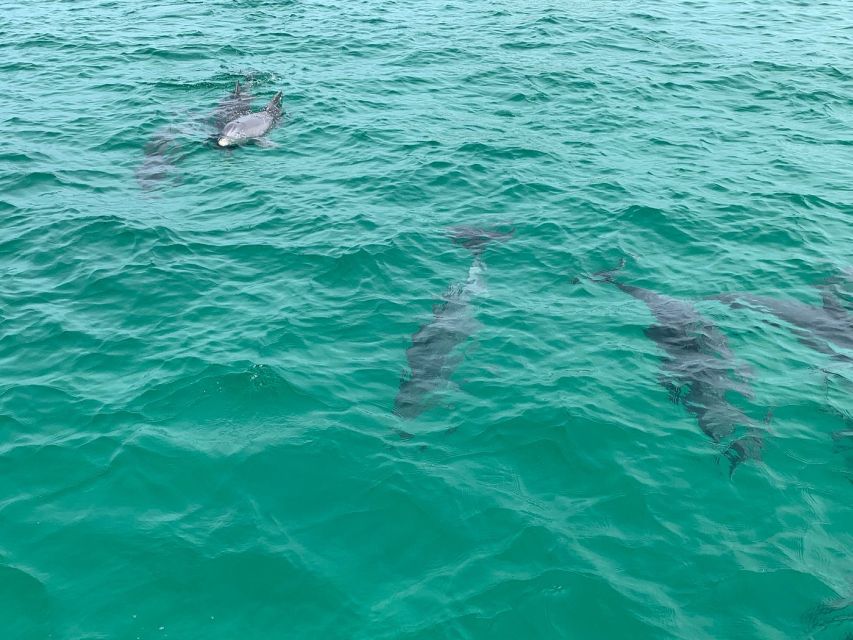 Destin: Snorkeling and Dolphin Watching Cruise - Full Description