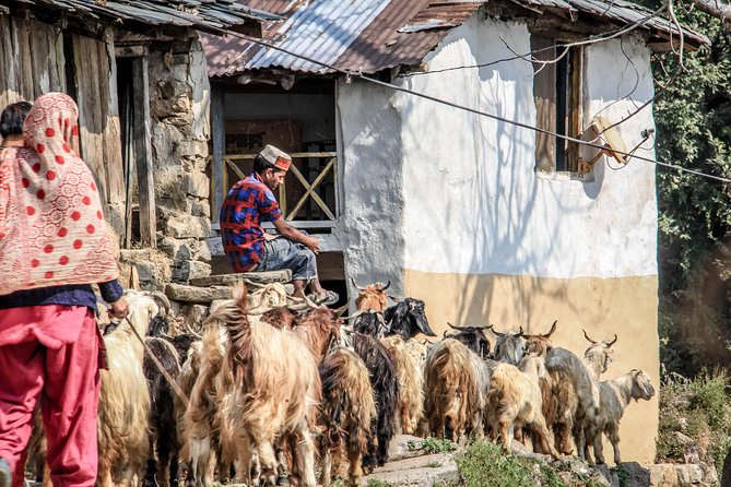 Dharamsala 6-Night Trekking Tour  - Dharmasala - Meals Included