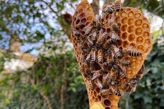 Discover Active Beehives in London - Beehive Observation Tips