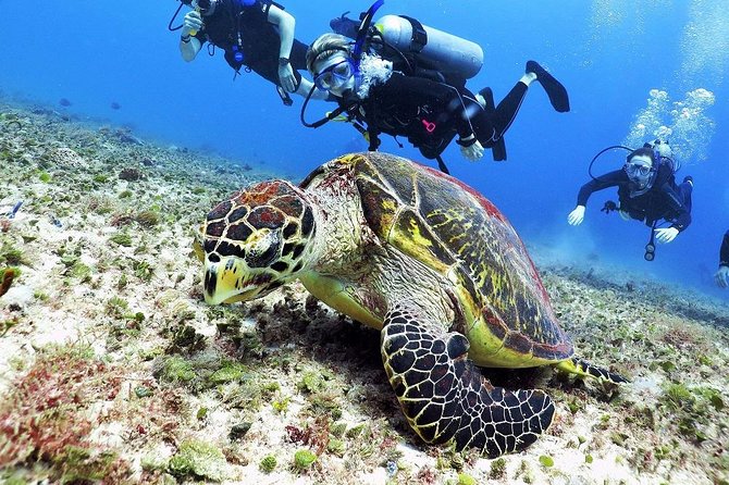 Discover Scuba Diving Course in Playa Del Carmen With Two Coral Reef Dives - Customer Reviews & Feedback