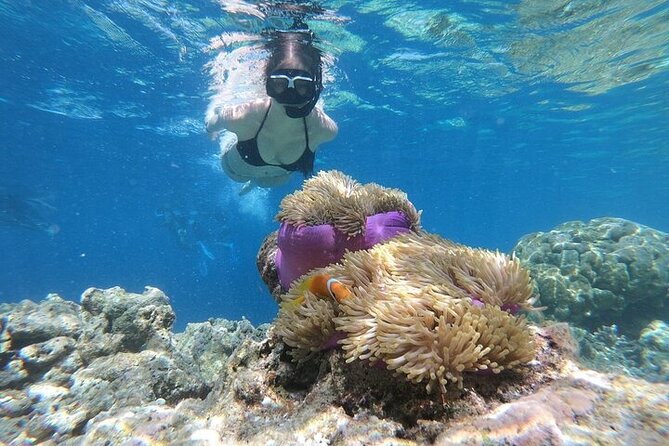 Diving And Snorkeling To Ras Mohamed And White Island By VIP Boat - Snorkeling at Ras Mohamed Park