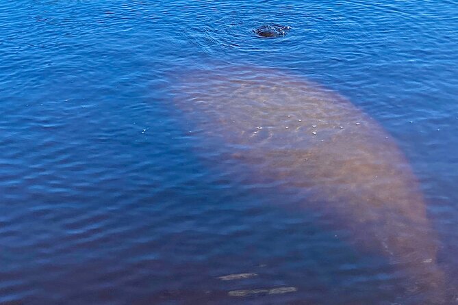 Dolphin and Manatee Kayak Tour of Daytona Beach - Cancellation Policy