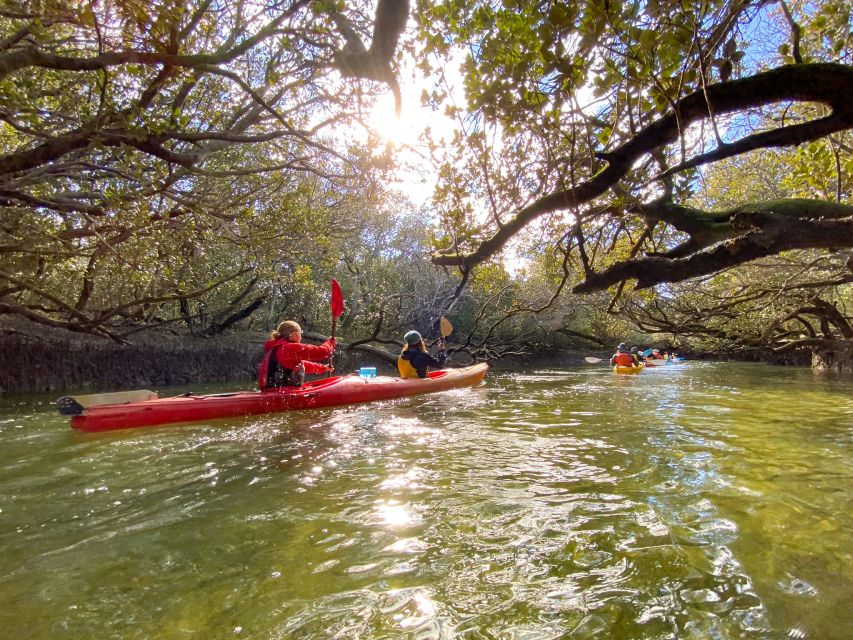 Dolphin Sanctuary and Ships Graveyard Kayak Tour - Inclusions