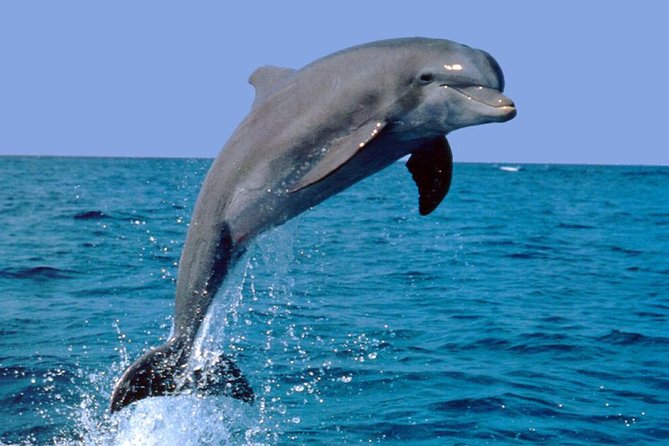 Dolphin Watching: Excursion From Lisbon - Meeting and Pickup Details