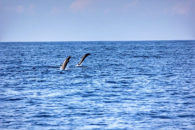 Dolphin Watching in Puerto Escondido - Sightings and Encounters