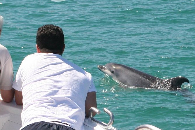 Dolphin Watching in the Wild - Half Day - Dolphin Watching Locations