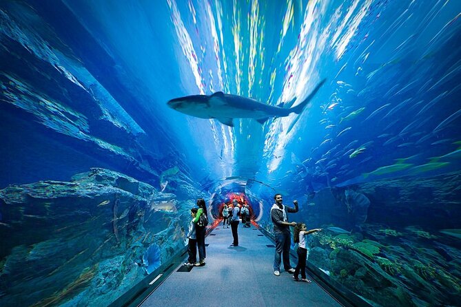 Dubai Aquarium and Underwater Zoo With Penguin - Visitor Reviews and Ratings