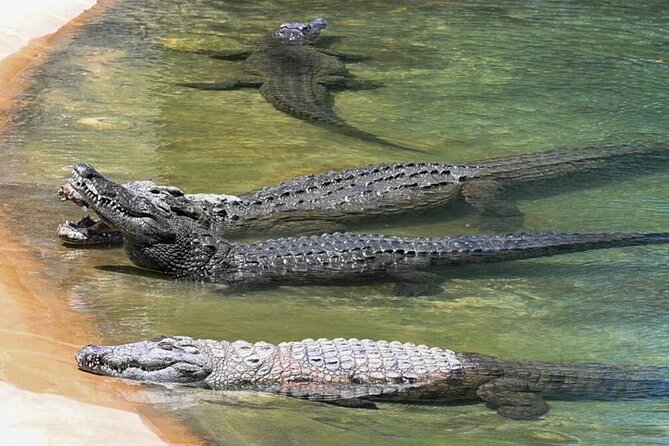 Dubai Crocodile Park Ticket With Transfers - Cancellation Policy Details
