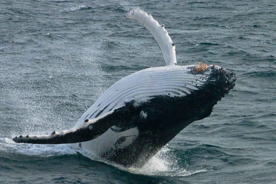 Dunsborough: Whale Watching Tour - Boat and Location