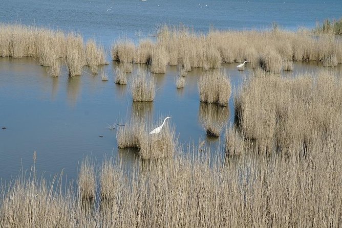 Ebro Delta Tour - Hotel Pick up From Salou/Tarragona - Additional Information for Ebro Delta Tour