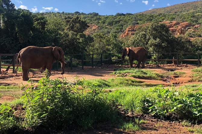 Elephant Sanctuary Tour From Johannesburg - Reviews