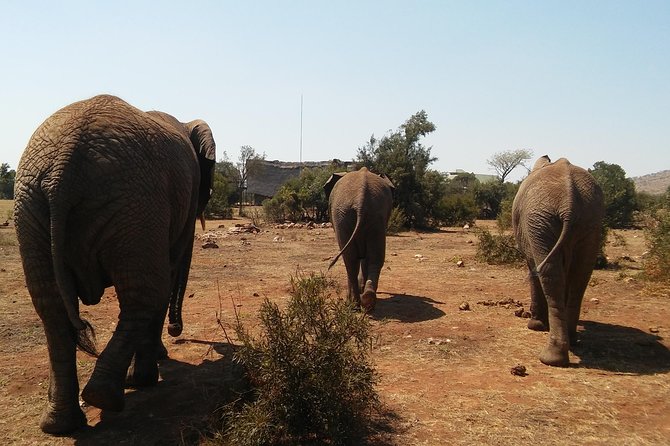 Elephant Walk Guided Half Day Tour From Johannesburg - Additional Information
