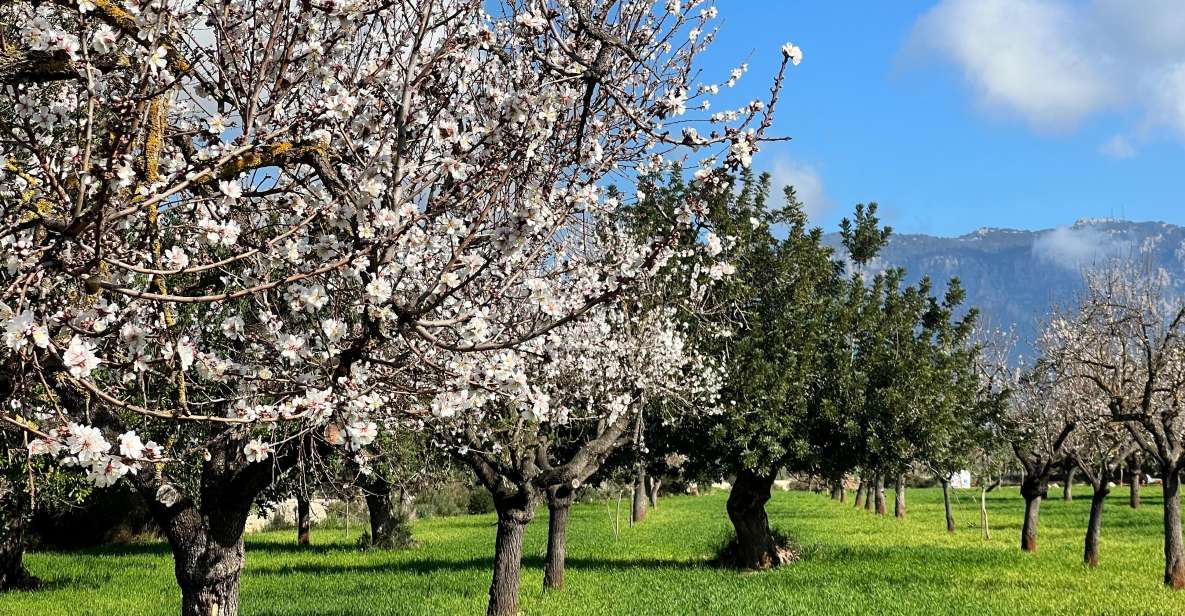 Embrace the Enchantment of Mallorca's Almond Blossom Season - Gastronomic Delights of Mallorcan Cuisine