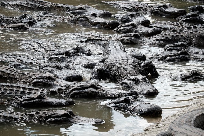 Everglades Airboat Ride Ranger-Guided Eco-Tour From Miami - Upgrades and Photo Opportunities