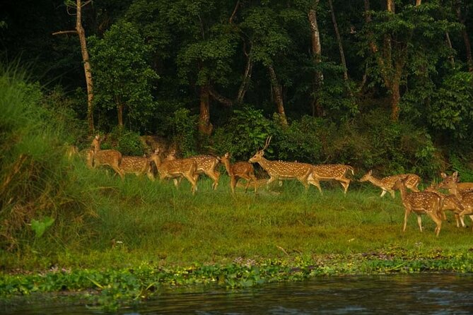 Experience the Thrill of the Wild: Chitwan Jungle Safari( 2N3D) - Experienced Local Guides
