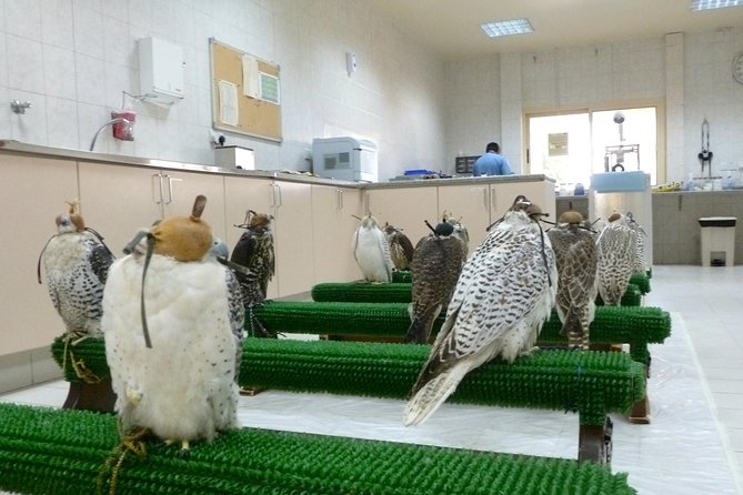 3 falcon hospital tour abu dhabi Falcon Hospital Tour Abu Dhabi