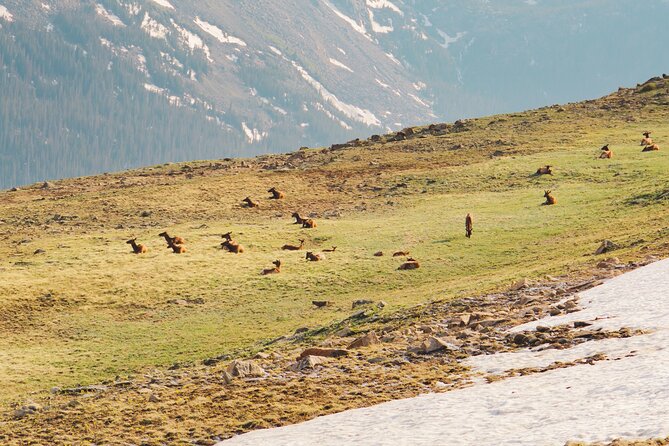 Fall Private Elk Rut Rocky Mountain National Park Tour - VIP Experience