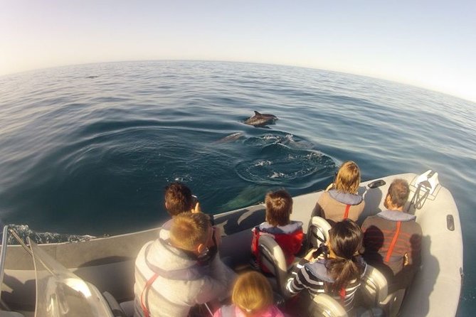 Faro Small-Group Marine Wildlife Cruise - Booking Information