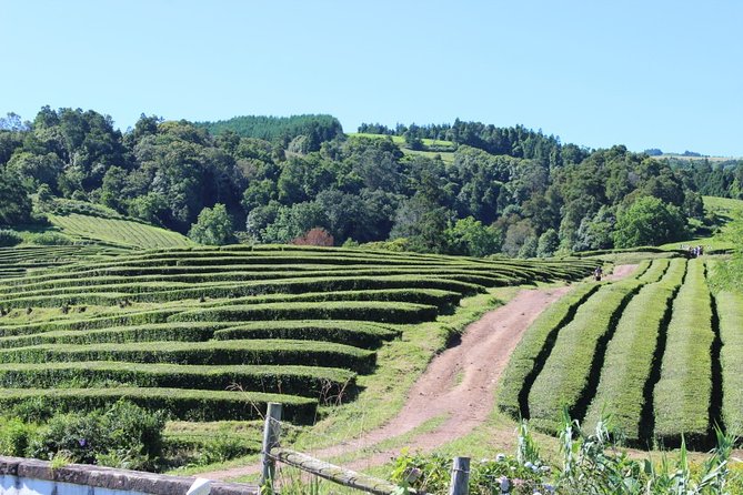 Fenais Da Luz Small-Group Half-Day Furnas Tour  - Ponta Delgada - Logistics