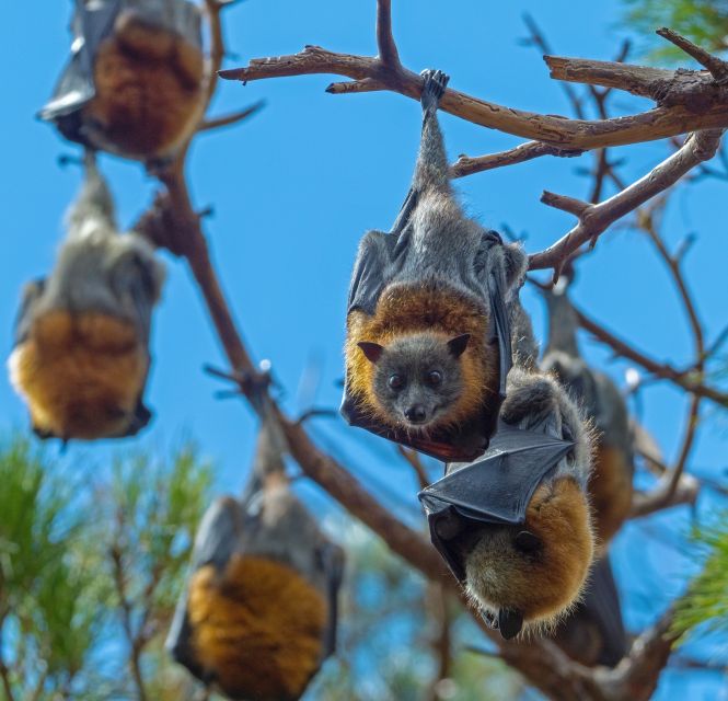 Flying Fox Tour: Australias Largest Bats - Inclusions