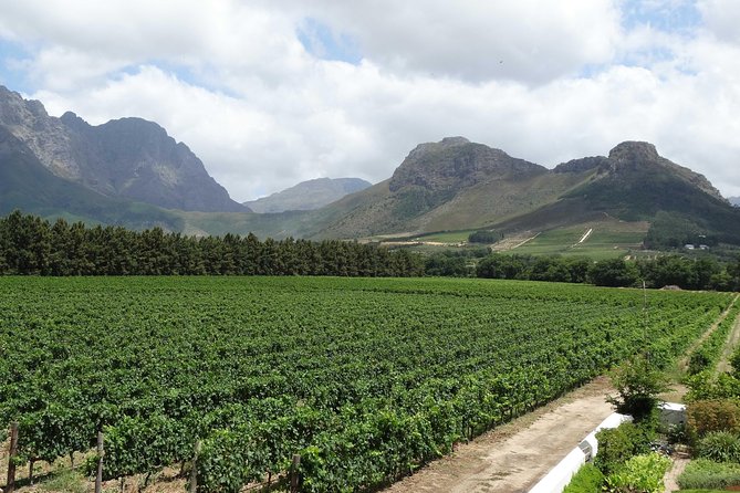 Franschhoek Half Day Winelands Cycle Tour - Wine Tasting Experience