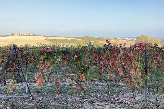 Fresh Pasta With a View of Monferrato Near Asti - Dining With a Scenic View