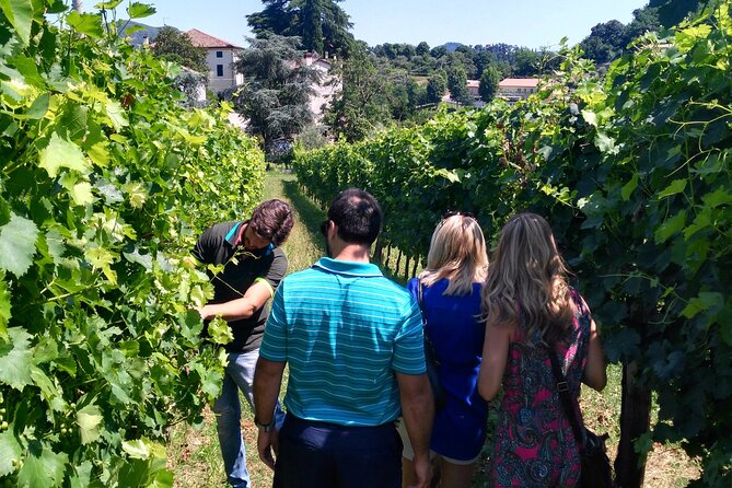 From Abano Montegrotto, Wine Tour in the Euganean Hills - Reviews and Ratings