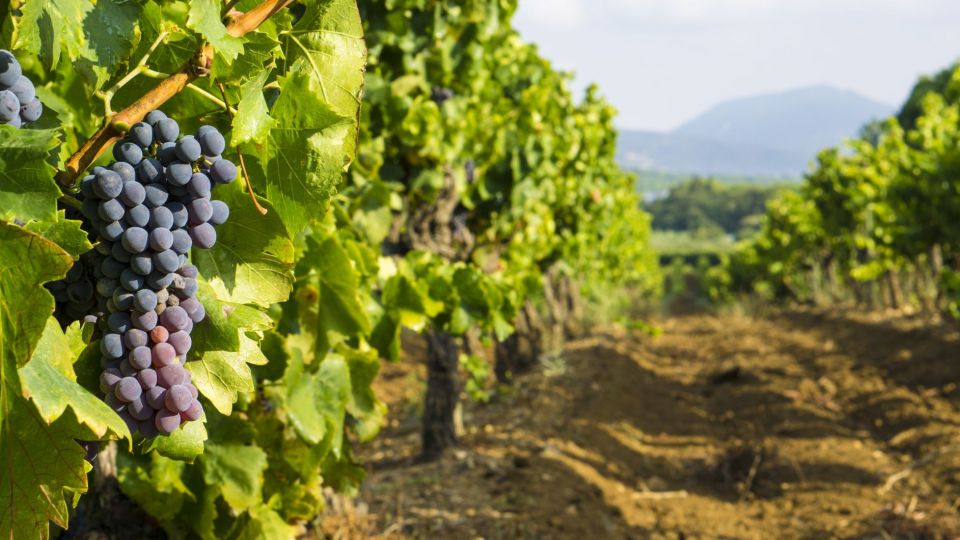 From Aix-En-Provence: Châteauneuf Du Pape Wineries Day Trip - Full Description