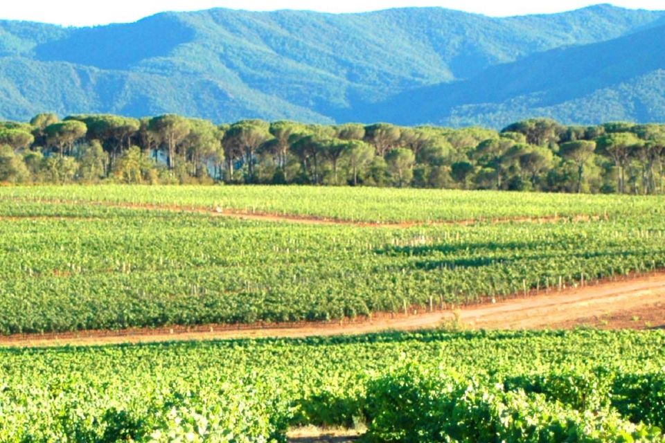 From Aix En Provence: Half-Day Wine Tour in Provence - Booking Information